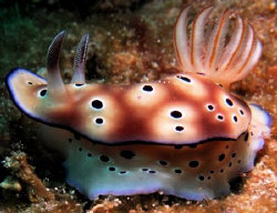Paradise Island Resort, House Reef by Bernard Maglana 